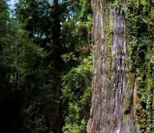 Este ‘abuelo’ patagónico tiene 3.600 años y sus anillos nos advierten así de nuestro futuro (Meteored)