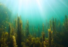 Algas pardas: los bosques sumergibles que sostienen la vida en el mar (Ladera Sur)
