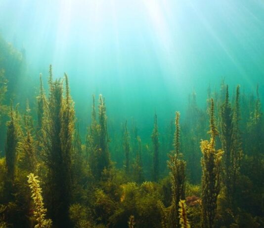 Algas pardas: los bosques sumergibles que sostienen la vida en el mar (Ladera Sur)