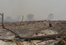 La urgencia de proteger y reparar nuestros suelos (Bíobio Chile)