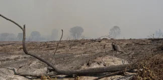 La urgencia de proteger y reparar nuestros suelos (Bíobio Chile)