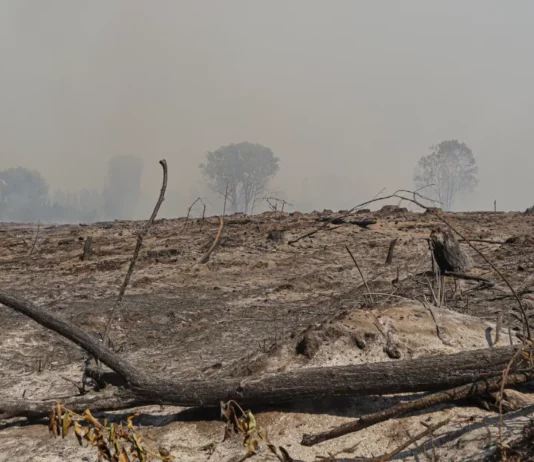 La urgencia de proteger y reparar nuestros suelos (Bíobio Chile)