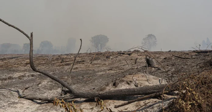 la-urgencia-de-proteger-reparar-nuestros-suelos