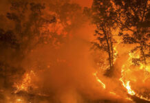 Incendios forestales en Chile: por qué el cambio climático los vuelve más frecuentes y peligrosos (Meteored)