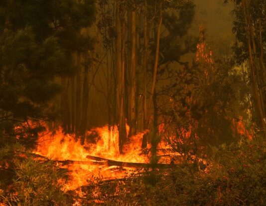 Catástrofe por incendios forestales en Chile: Nuevamente el modelo de la industria forestal en la palestra (El Ciudadano)