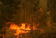Paisaje mosaico y otras estrategias probadas para disminuir el riesgo de megaincendios (Meteored)