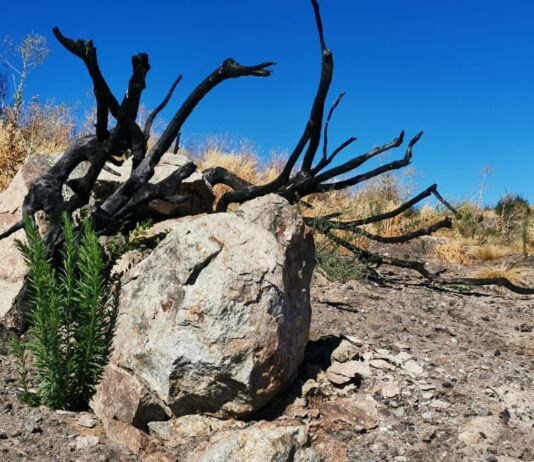 Incendios forestales en Chile: ciencia y gestión del paisaje llaman a un cambio de paradigma (Diario Sustentable)