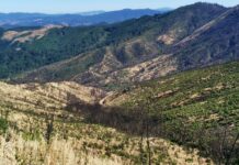 Los incendios catastróficos en Chile en un contexto de cambio climático