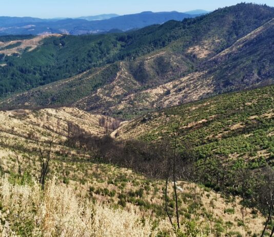 Los incendios catastróficos en Chile en un contexto de cambio climático