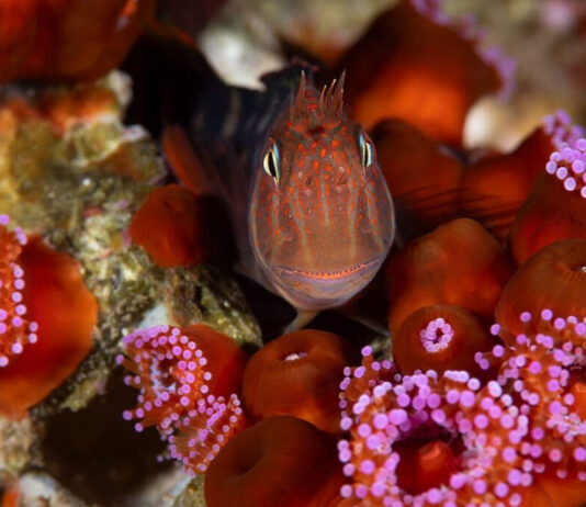 El gran paso de Chile a escala oceánica (El Mostrador)