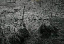 Humanos exacerbaron la ocurrencia de incendios en los archipiélagos de Patagonia noroeste durante los últimos 2700 años