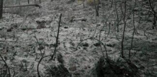 Humanos exacerbaron la ocurrencia de incendios en los archipiélagos de Patagonia noroeste durante los últimos 2700 años