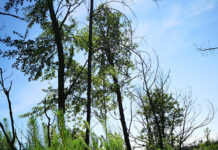Incendios aceleran la invasión de pinos y amenazan los últimos bosques de ruil (U de Chile)