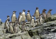La inacción climática podría costar 250.000 vidas y un 4% del PIB global cada año hasta 2050 (El Mostrador)
