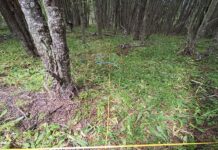 Investigación busca avanzar en la comprensión del impacto humano en los bosques del sur y sur-austral (El Ciudadano)