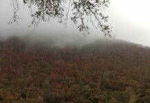 Megasequía pone a prueba la supervivencia del bosque esclerófilo de Chile central (Cooperativa Ciencia)
