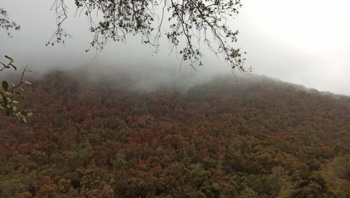bosque--700x397