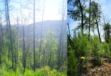 El fuego abre paso a los pinos invasores: la silenciosa amenaza que acecha a los bosques de ruil (Infogate)
