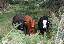 Científicos trabajan por medir y reducir el impacto de las vacas en los bosques nativos de Chile (El Desconcierto)