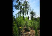 El fuego abre paso a los pinos invasores: La silenciosa amenaza que acecha a los bosques de ruil (El Ciudadano)