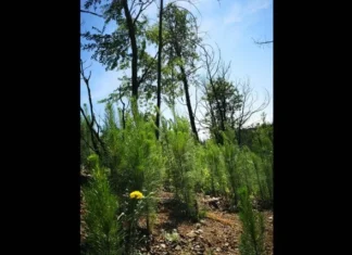 El fuego abre paso a los pinos invasores: La silenciosa amenaza que acecha a los bosques de ruil (El Ciudadano)