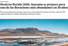 Desierto florido 2026: Atacama se prepara para una de las floraciones más abundantes en 30 años (El País)
